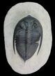 Zlichovaspis Trilobite - Great Eye Facets #69747-1